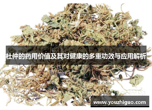 杜仲的药用价值及其对健康的多重功效与应用解析